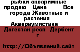 рыбки акваримные продаю › Цена ­ 30 - Все города Животные и растения » Аквариумистика   . Дагестан респ.,Дербент г.